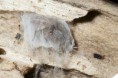 /album/clubionidae/clubiona-sp-r-jpg/